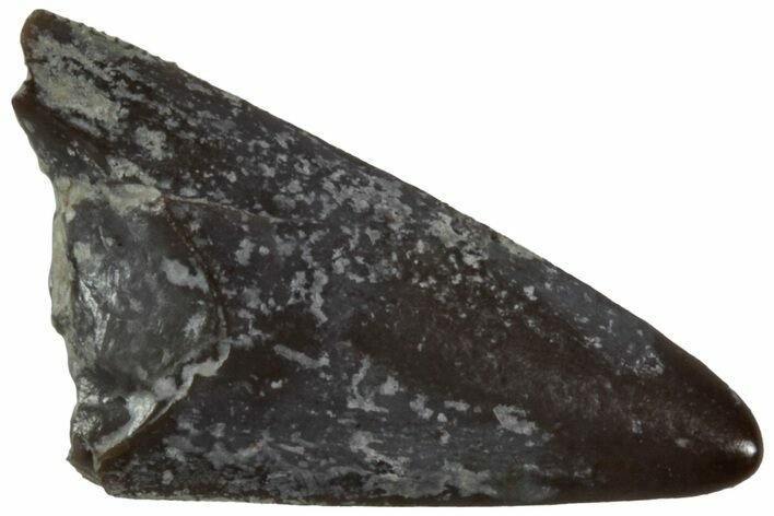 Serrated, Triassic Reptile (Postosuchus?) Tooth - Arizona #231200